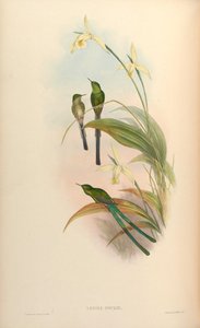 Lesbia gouldi = Lesbia nuna gouldii - John Gould